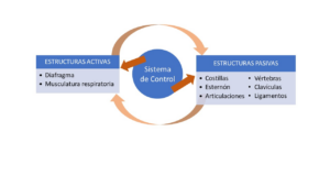 El control motor en la respiración