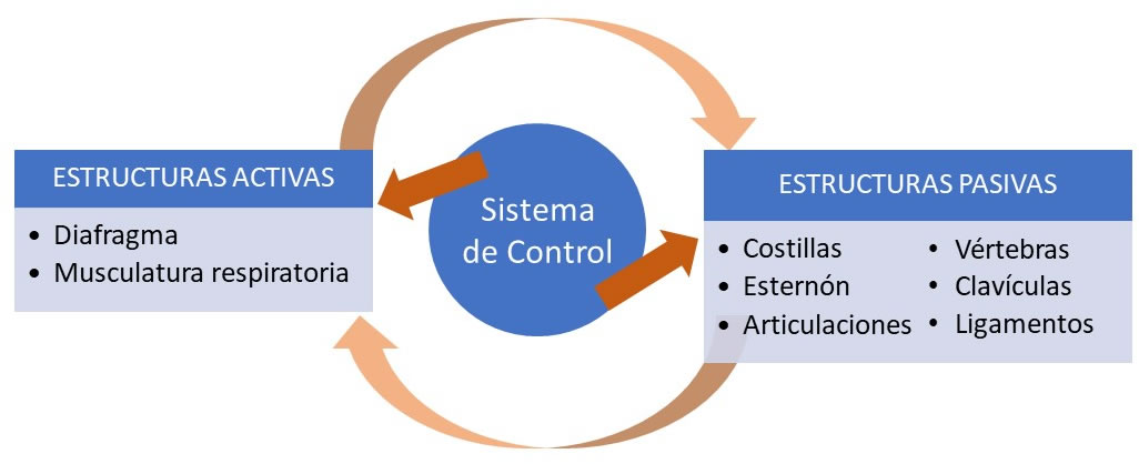 El control motor en la respiración